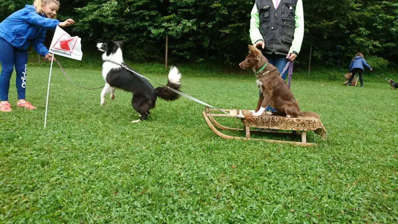 Eine Gruppe von Menschen, die mit Hunden auf einem Feld spielen. – Jugend und Hund Lager 2017 in Balmberg