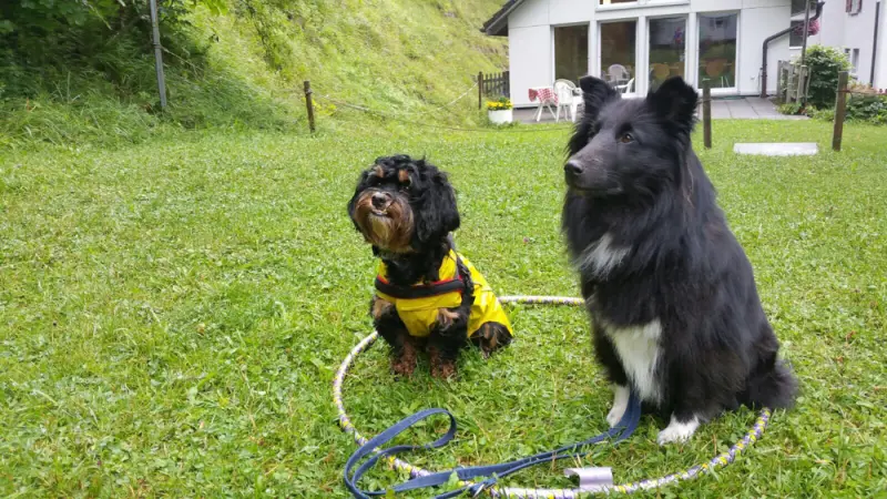 Sitzend in sitzend in den Hunden die zwei. – Jugend und Hund Lager 2017 in Balmberg