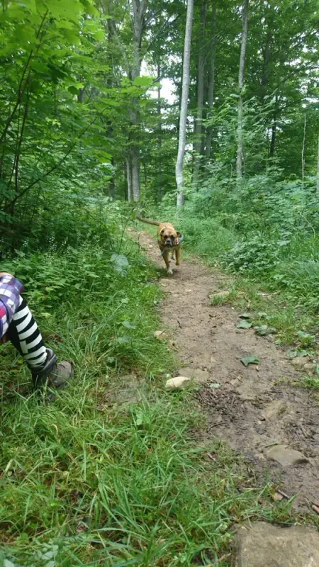Ein Hund geht einen Weg in den Wald hinunter. – Jugend und Hund Lager 2017 in Balmberg