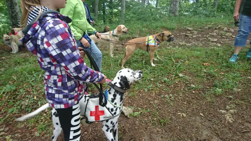 Eine Gruppe von Menschen, die Hunde auf einem Weg gehen. – Jugend und Hund Lager 2017 in Balmberg