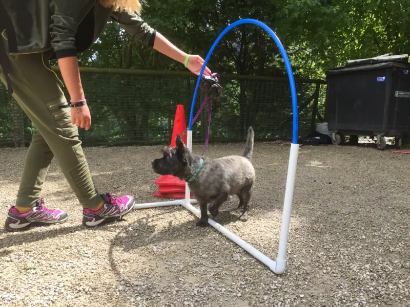 Eine Frau geht mit einem kleinen Hund. – Jugend und Hund Lager 2017 in Balmberg