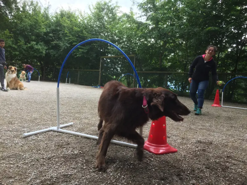 Steht ein Hund in einem Park mit einem Frumbnt. – Jugend und Hund Lager 2017 in Balmberg