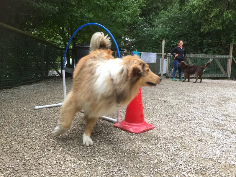 Ein Hund spielt mit einer roten Feuerhydra. – Jugend und Hund Lager 2017 in Balmberg