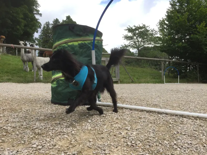 Eine schwarze Katze läuft an der Leine. – Jugend und Hund Lager 2017 in Balmberg