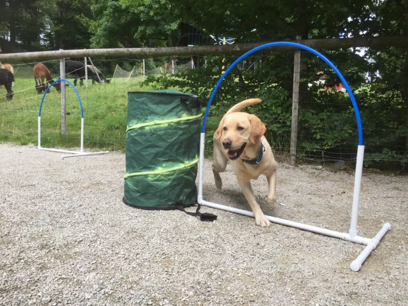 Ein Hund spielt mit einem Frc in einem Zaun. – Jugend und Hund Lager 2017 in Balmberg