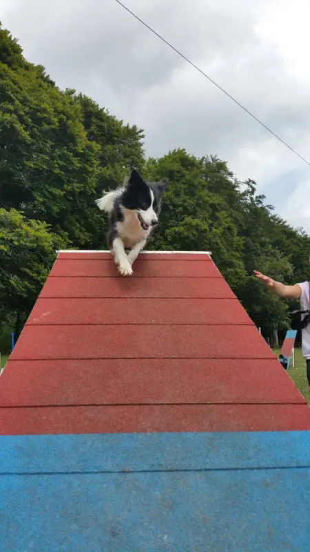 Eine Katze klettert auf ein rotes Dach. – Jugend und Hund Lager 2017 in Balmberg
