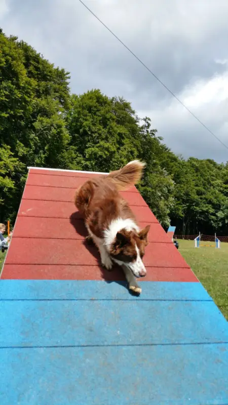 Ein Hund springt über eine Rampe in einem Park. – Jugend und Hund Lager 2017 in Balmberg
