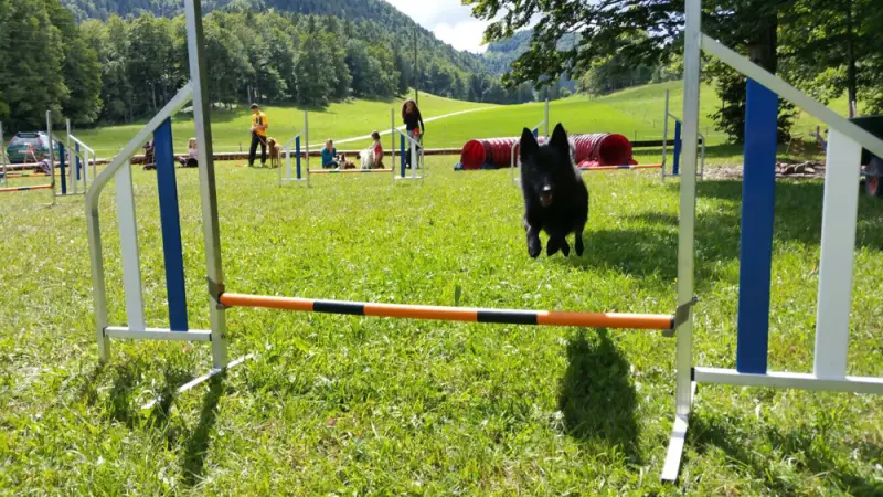 Ein Pferd springt über ein Hindernis in einem Feld. – Jugend und Hund Lager 2017 in Balmberg