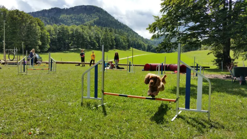 Ein Hund springt über eine Hürde in einem Feld. – Jugend und Hund Lager 2017 in Balmberg
