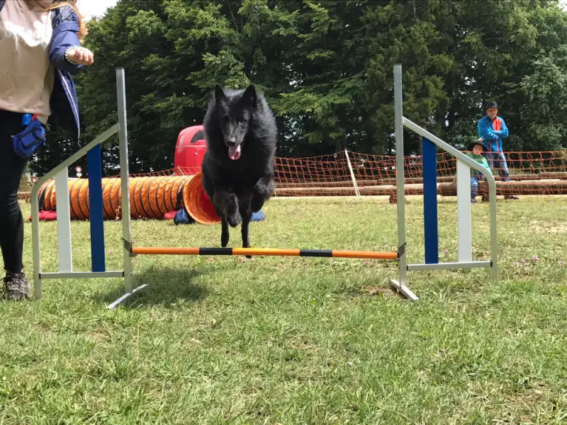 Ein Hund springt über eine Hürde in einem Park. – Jugend und Hund Lager 2017 in Balmberg