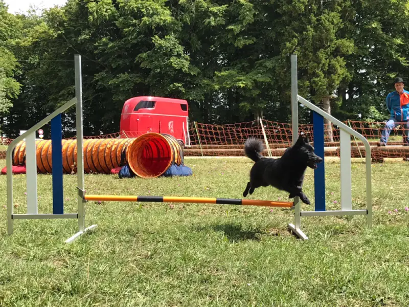 Ein Hund springt über einen Sprung in einem Park. – Jugend und Hund Lager 2017 in Balmberg