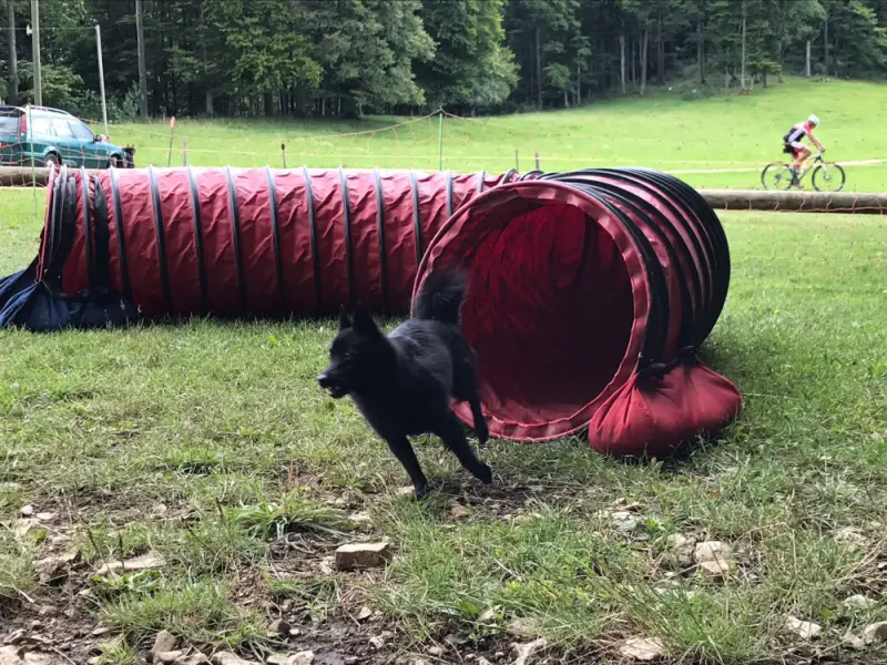Eine schwarze Katze geht durch einen roten Tunnel. – Jugend und Hund Lager 2017 in Balmberg