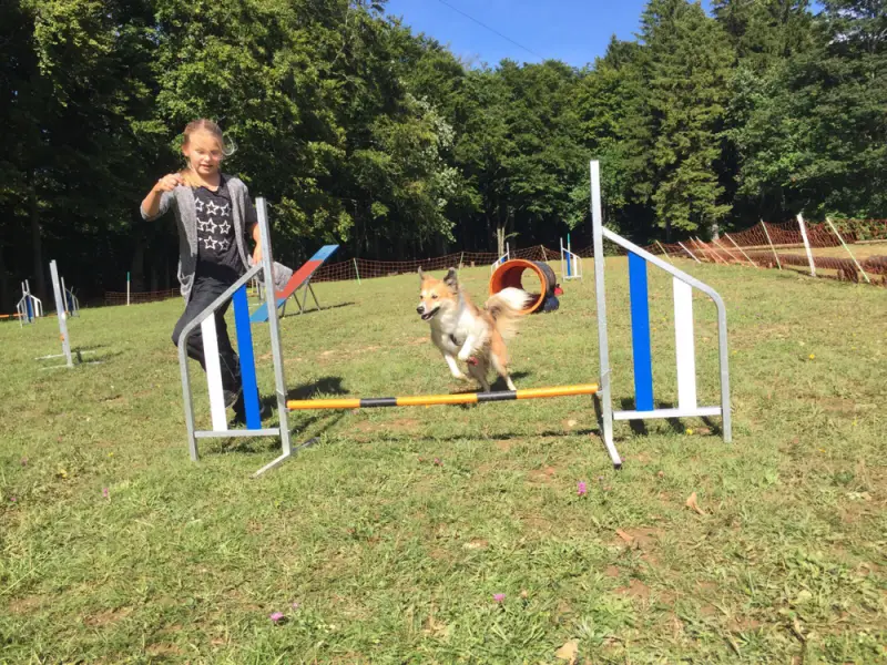 Ein junger Junge und sein Hund springen über ein Hindernis. – Jugend und Hund Lager 2017 in Balmberg