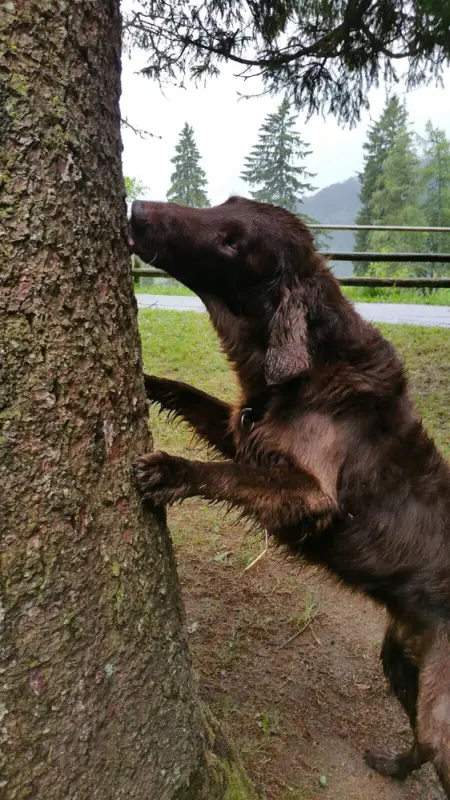 Ein Bär auf dem Baum ein Stamm ein Baum. – Jugend und Hund Lager 2017 in Balmberg