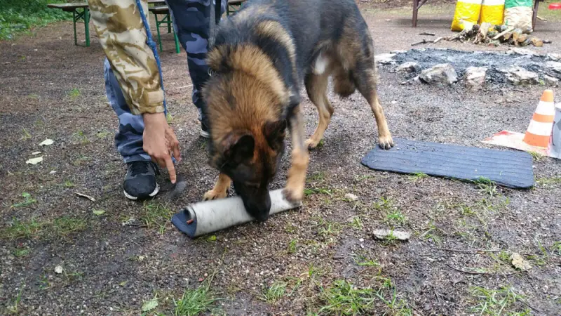 Ein Hund schnüffelt einen Menschen im Boden. – Jugend und Hund Lager 2017 in Balmberg