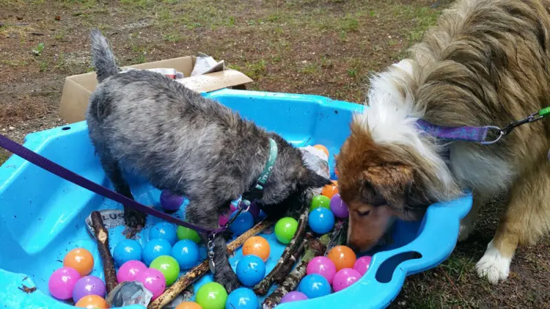 Zwei Hunde spielen mit Ostereiern in einer blauen Schale. – Jugend und Hund Lager 2017 in Balmberg