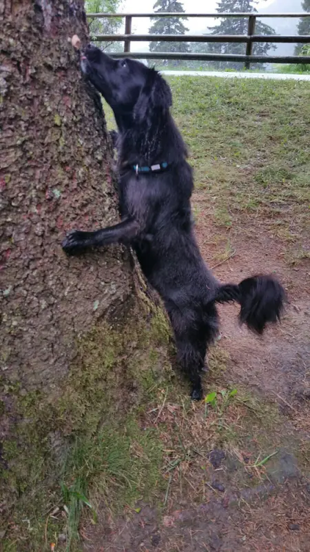 Ein hund bis baumbaum baum baum baum baum baum baum baum baum baum baum baum baum baum baum baum baum baum baum baum baum baum baum baum… – Jugend und Hund Lager 2017 in Balmberg