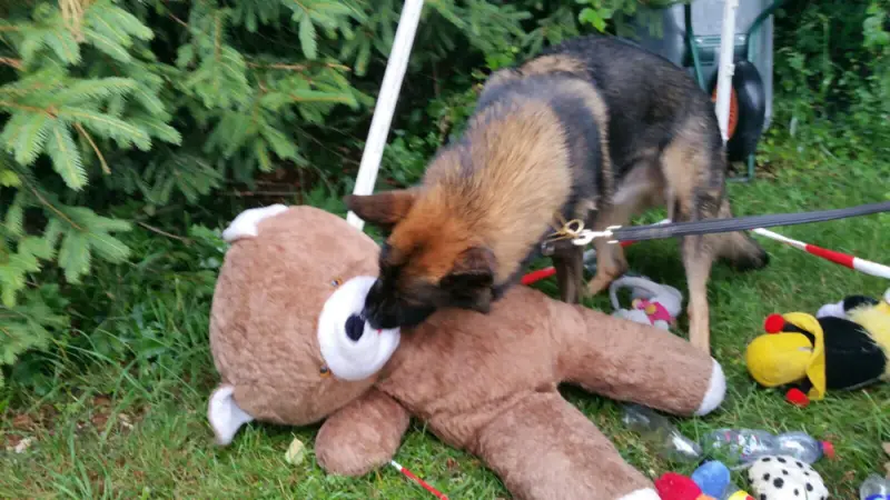 Ein Hund spielt mit einem ausgestopften Tier. – Jugend und Hund Lager 2017 in Balmberg