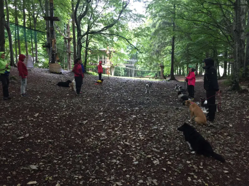 Eine Gruppe von Menschen, die Hunde im Wald gehen. – Jugend und Hund Lager 2017 in Balmberg