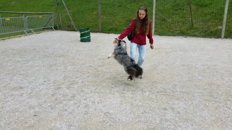 Eine Frau, die einen Hund auf einer Schotterstrasse läuft. – Jugend und Hund Lager 2017 in Balmberg