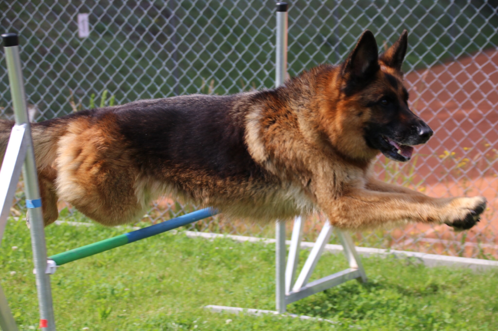 Donnerstag, 22. Juli 2021 – Jugend und Hund Lager Segnas 2021
