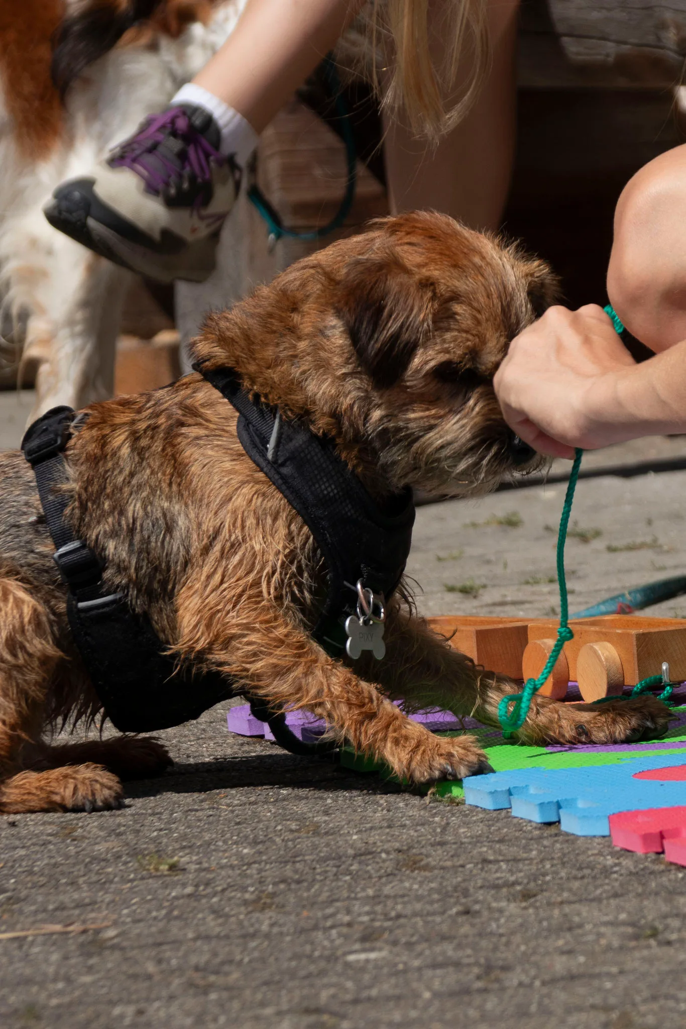 Donnerstag 25. Juli 2024 – Jugend und Hund Lager Segnas 2024