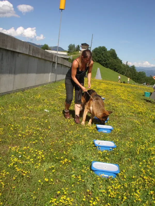 Eine Frau, die in einem Feld von gelben Blumen steht und einen Gürtel an einen Hund gebunden hält. Rasse: Deutscher Schäferhund. – Jugend und Hund Lager 2010 in Brigels