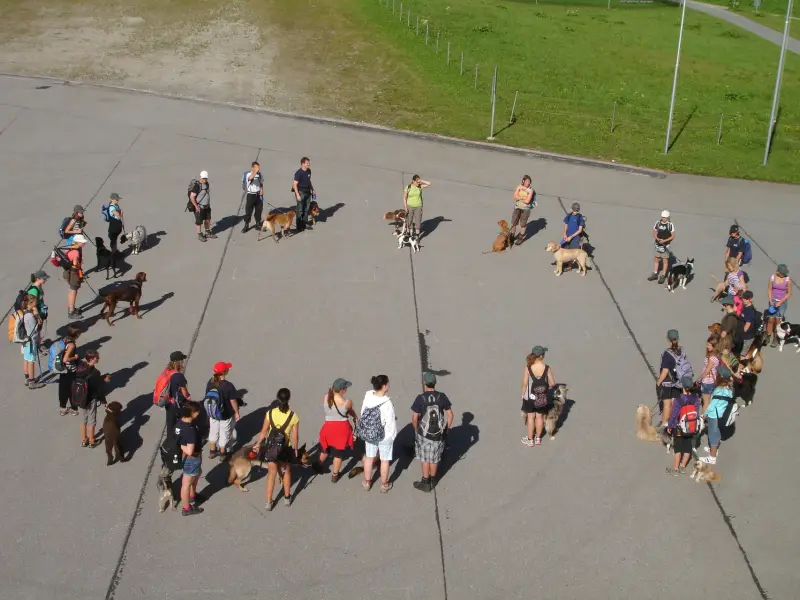 Eine Gruppe von Menschen, die ihre Hunde eine Strasse entlang gehen, von denen einige Mützen und Taschen tragen. – Jugend und Hund Lager 2010 in Brigels