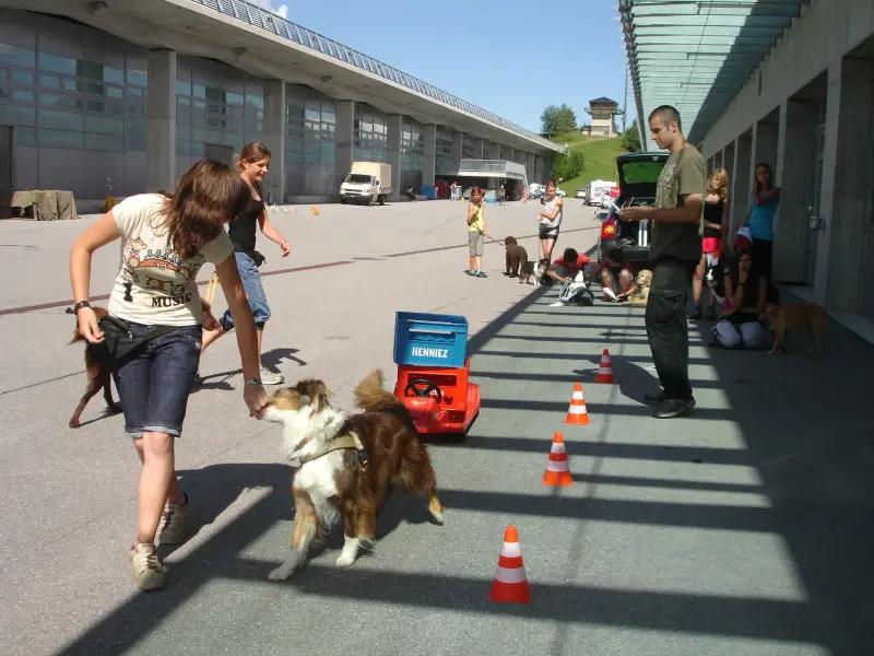 Eine Gruppe von Menschen, die ihre Hunde vor einem Gebäude mit… Rassen: Papillon, Sheltie, Redbone Coonhound, Irish Water Spaniel. – Jugend und Hund Lager 2010 in Brigels