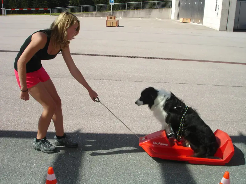 Eine Frau mit schwarzem Oberteil und rosa Shorts, die eine Leine an einer schwarz-weissen Bordkollie auf einem roten… Rasse: Border Collie. – Jugend und Hund Lager 2010 in Brigels