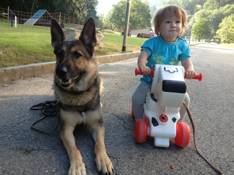 Ein kleines Mädchen auf einem Spielzeugauto mit einem Hund. – Jugend und Hund Lager 2013 in Chur