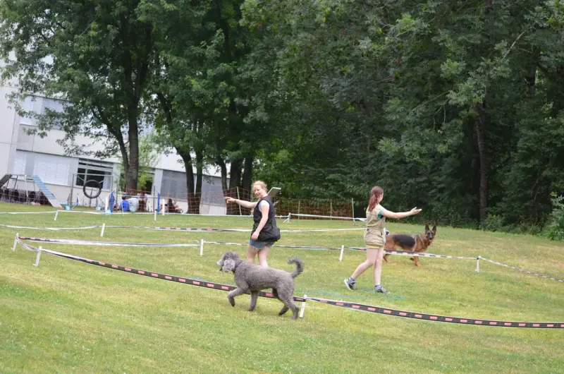 Eine Frau und ein Hund spielen mit einem frc. – Jugend und Hund Lager 2013 in Chur