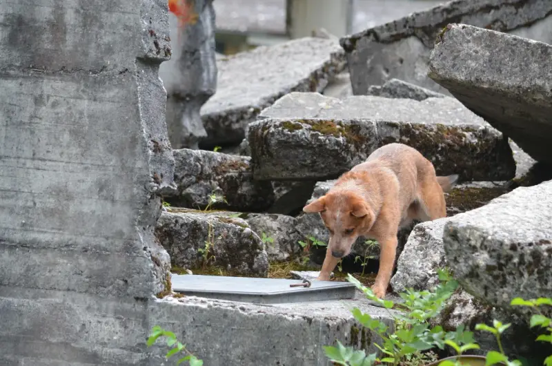 Ein kleiner Hund steht auf einem Felsen. – Jugend und Hund Lager 2013 in Chur
