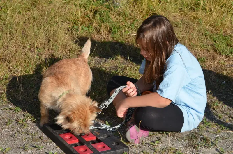 Ein Mädchen kniet nieder, um einen Hund zu füttern. – Jugend und Hund Lager 2013 in Chur