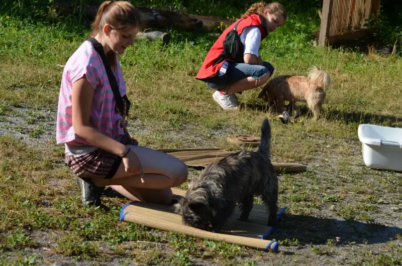 Eine Frau kniet hinunter, um einen Hund zu füttern. – Jugend und Hund Lager 2013 in Chur