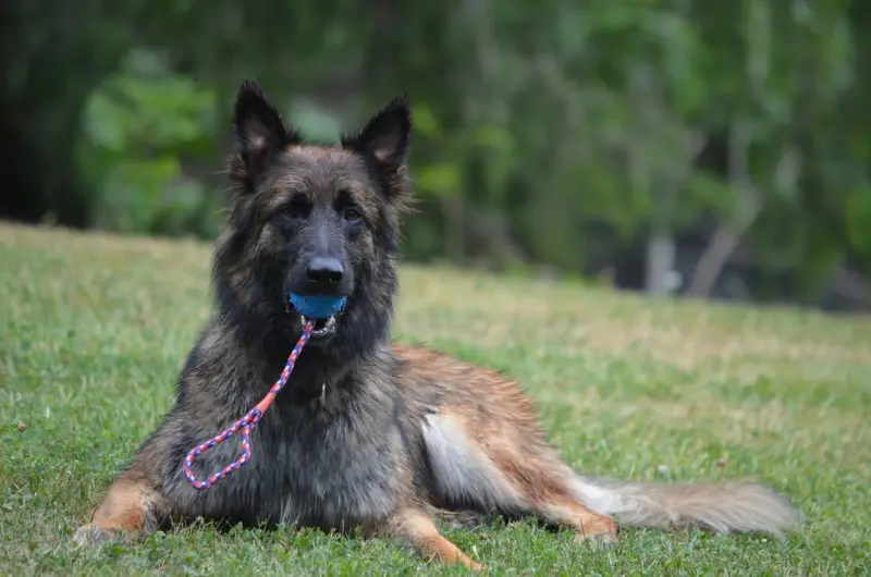 Ein Hund liegt im Gras mit einem Spielzeug im Mund. – Jugend und Hund Lager 2013 in Chur