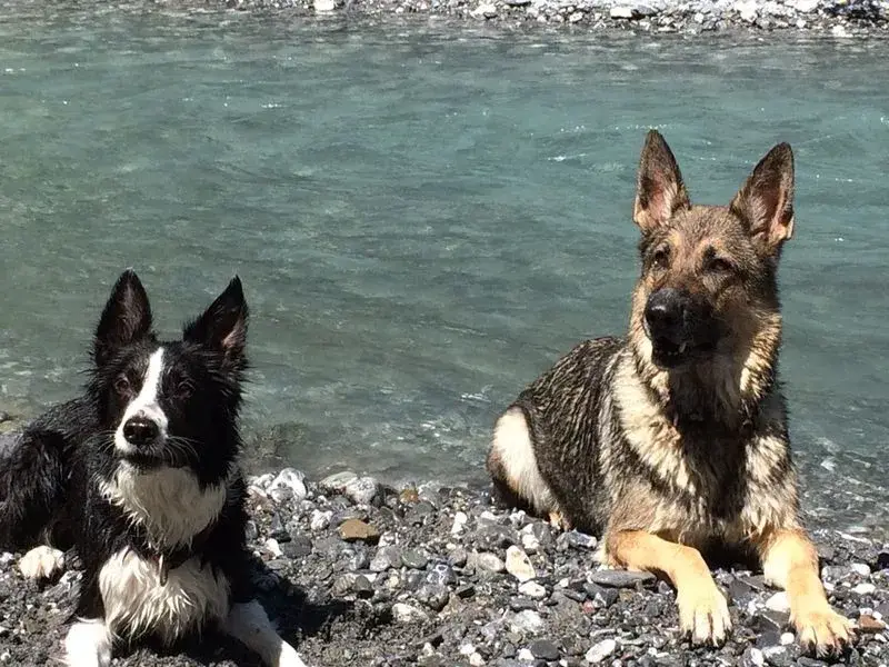 Zwei Hunde sitzen am Ufer eines Flusses. – Jugend und Hund Lager 2014 in Chur