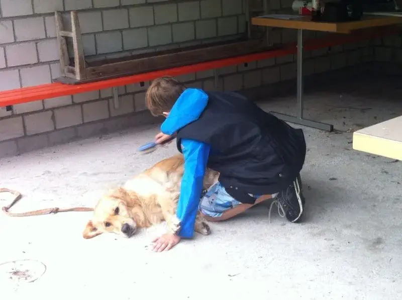 Ein junger Junge streichelt einen Hund. – Jugend und Hund Lager 2014 in Chur