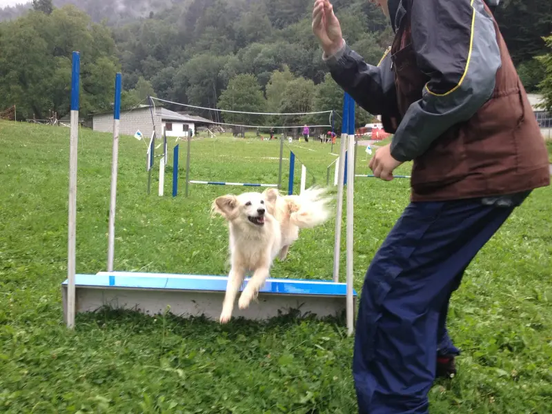 Ein Mann spielt mit einem Hund auf einem Feld. – Jugend und Hund Lager 2014 in Chur