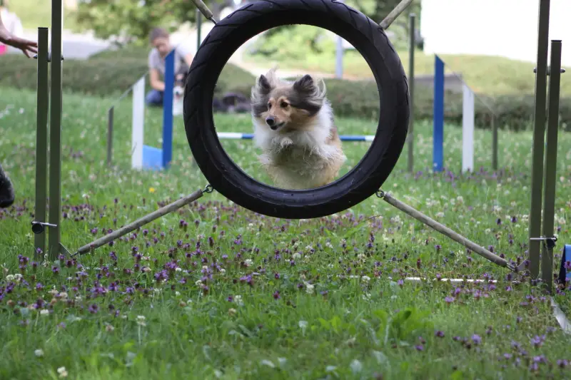 Ein Hund spielt in einem Reifenreifen. – Jugend und Hund Lager 2014 in Chur