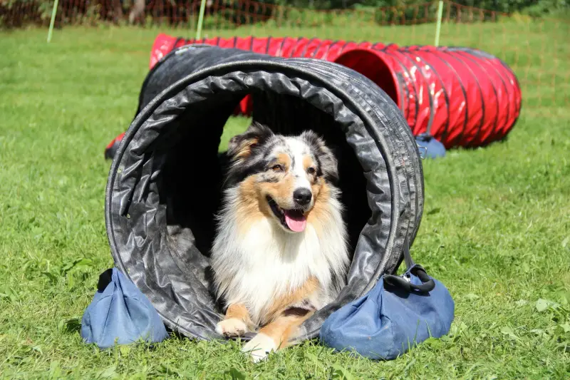 Ein Hund liegt in einem Reifen auf dem Gras. – Jugend und Hund Lager 2014 in Chur