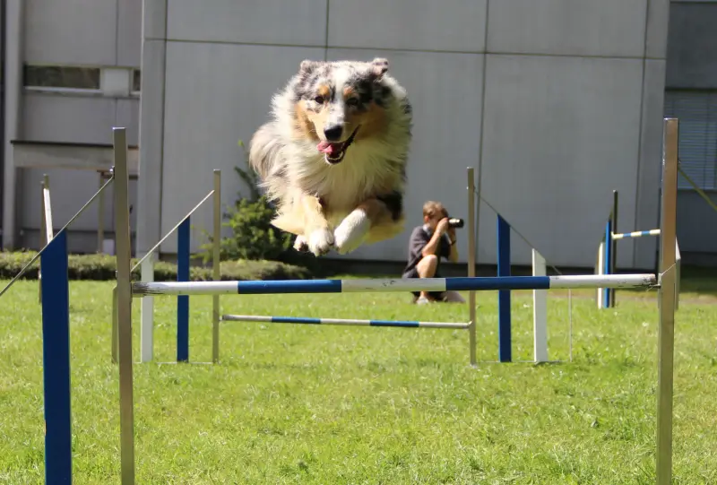 Ein Hund springt über eine Hürde in einem Feld. – Jugend und Hund Lager 2014 in Chur