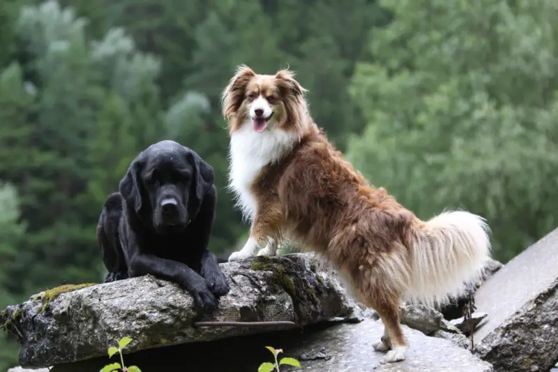 Ein Hund und ein Hund sitzen auf einem Felsen. – Jugend und Hund Lager 2014 in Chur