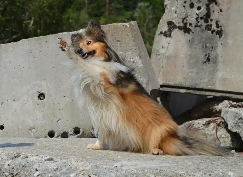 Ein kleiner Hund sitzt auf einem Felsen mit geöffnetem Mund. – Jugend und Hund Lager 2014 in Chur