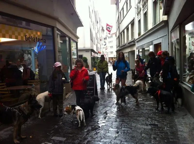 Menschen, die ihre Hunde im Regen eine Strasse hinunter laufen. – Jugend und Hund Lager 2014 in Chur