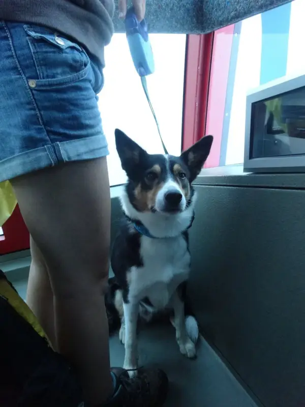 Ein Hund sitzt auf einer Bank im Bus. – Jugend und Hund Lager 2014 in Chur