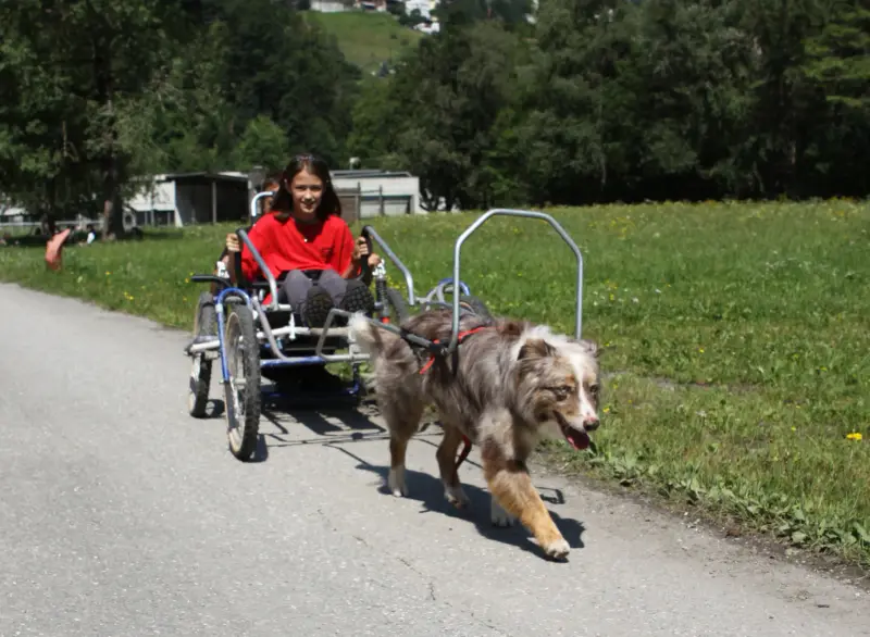Eine Frau im Rollstuhl von einem Hund gezogen. – Jugend und Hund Lager 2014 in Chur