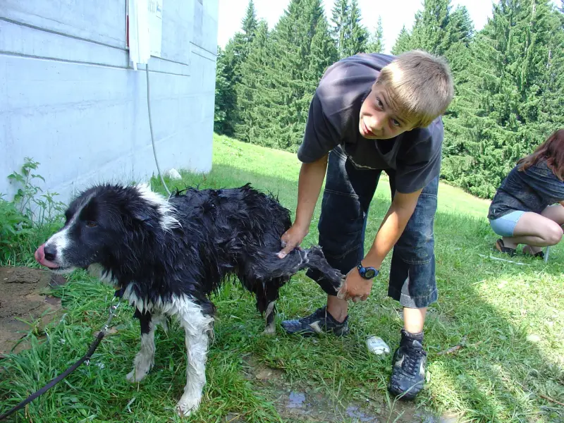 Ein Mann füttert einen Hund im Gras. – Jugend und Hund Lager 2005 in Ebnatkappel