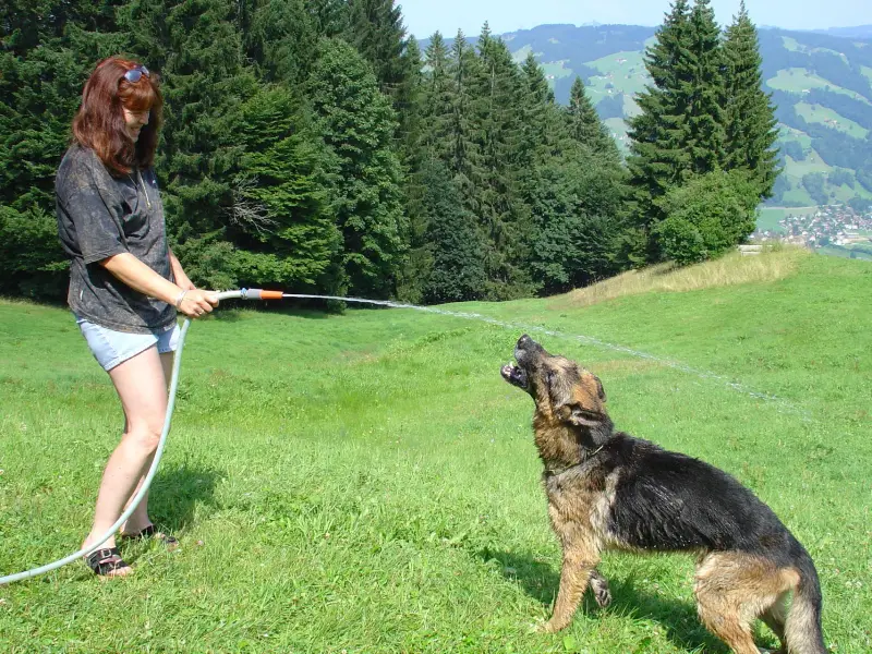 Eine Frau spielt mit einem Hund auf einem Feld. – Jugend und Hund Lager 2005 in Ebnatkappel