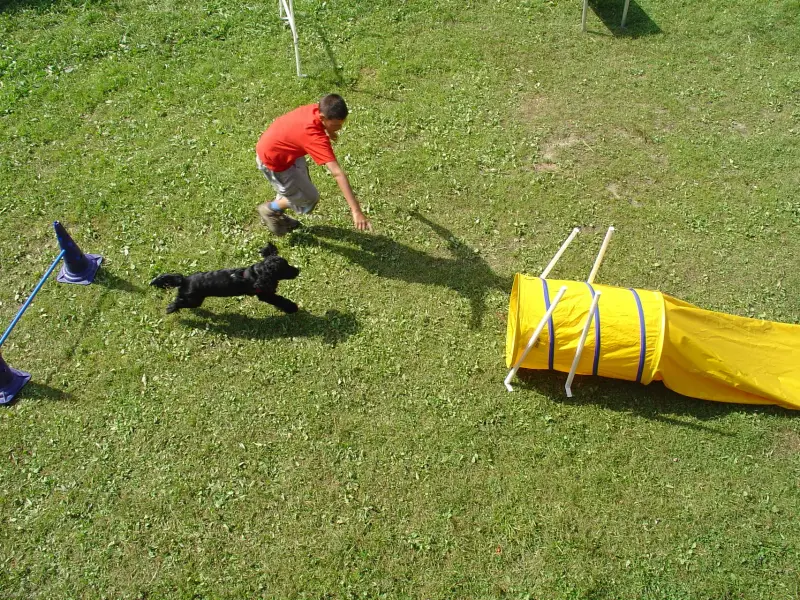Ein Mann und ein Hund spielen mit einem frc. – Jugend und Hund Lager 2005 in Ebnatkappel